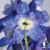 Delphinium grandiflora Ocean blue.jpg